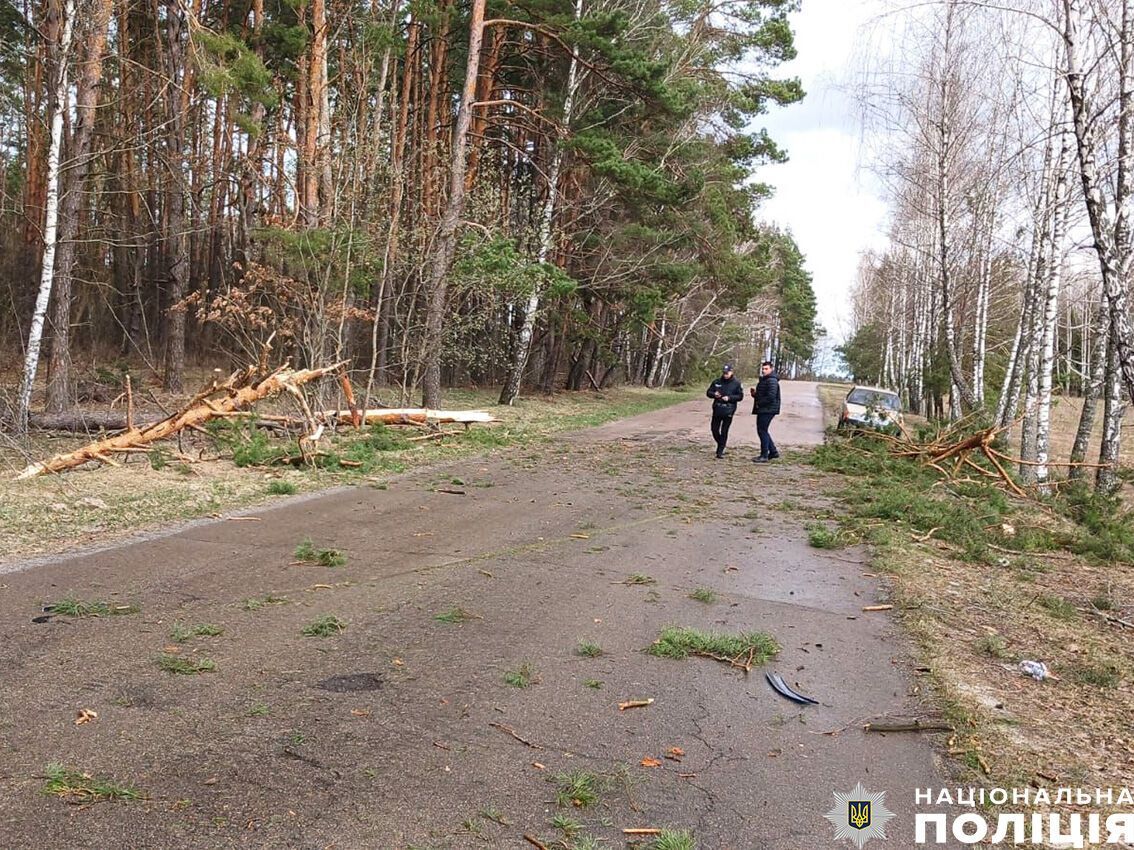 На Чернігівщині унаслідок падіння дерева на авто загинуло подружжя, їхня 10-річна донька вибралася з машини самотужки: деталі трагедії. Фото 
