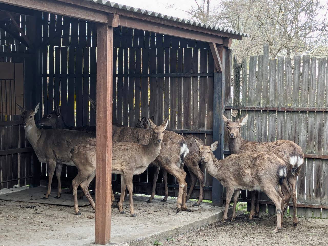 Одно животное умерло: в Киеве остановили микроавтобус, в котором перевозили 9 оленей. Фото, видео и подробности