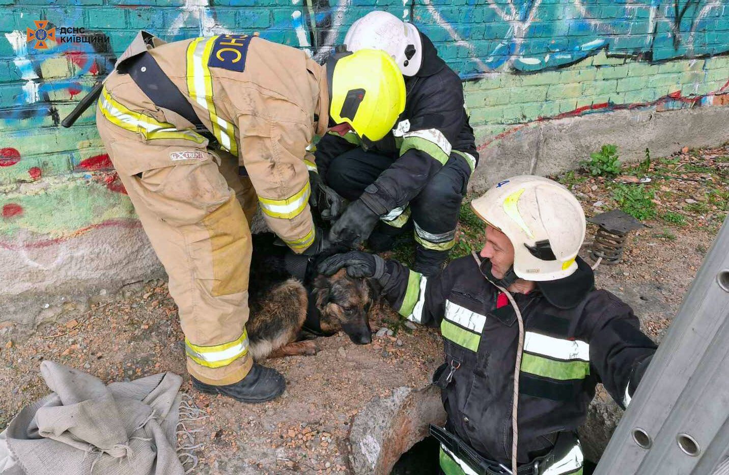 Каждая жизнь важна: в Киевской области бойцы ГСЧС спасли собаку. Подробности и фото