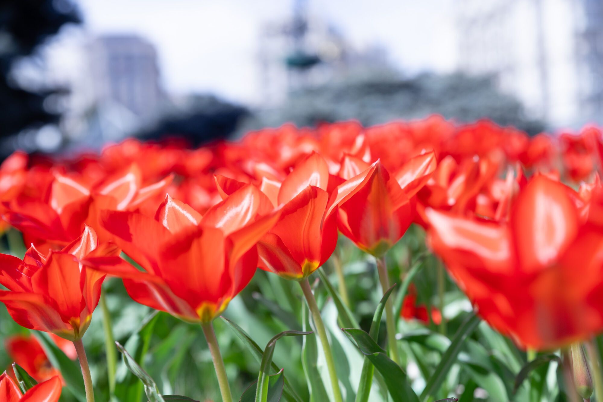 У Києві почали цвісти тюльпани: де можна побачити красу. Фото
