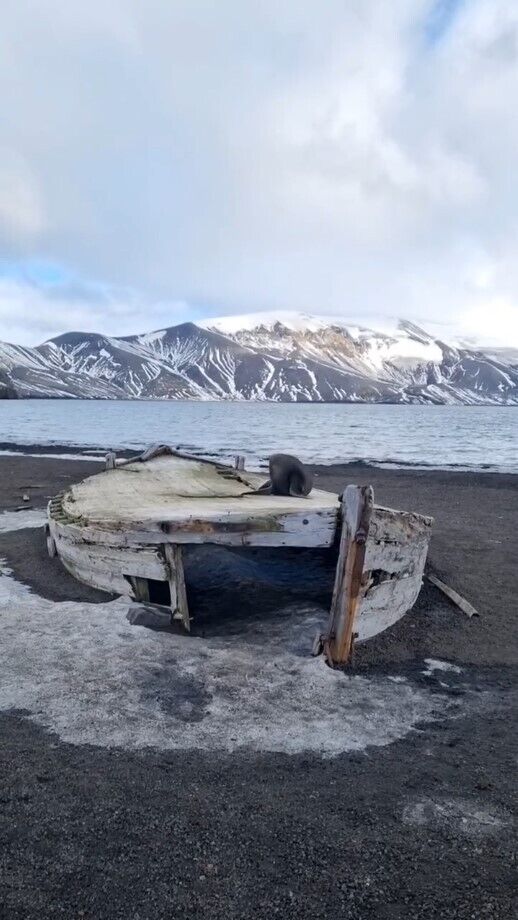 "Выбрал для отдыха старую лодку": украинские полярники показали видео с морским котиком в Антарктиде