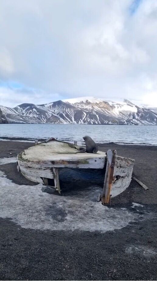 "Выбрал для отдыха старую лодку": украинские полярники показали видео с морским котиком в Антарктиде