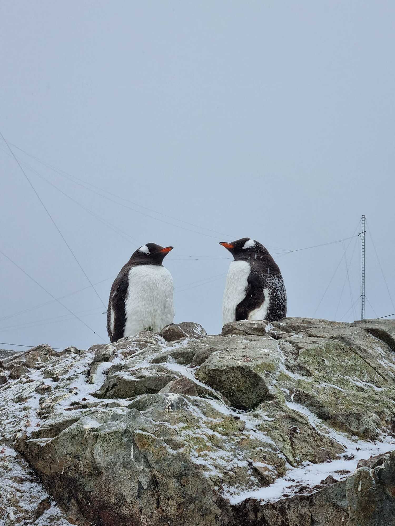 По 500 на каждого исследователя: возле станции "Академик Вернадский" в Антарктиде зафиксировали рекордное количество пингвинов. Фото