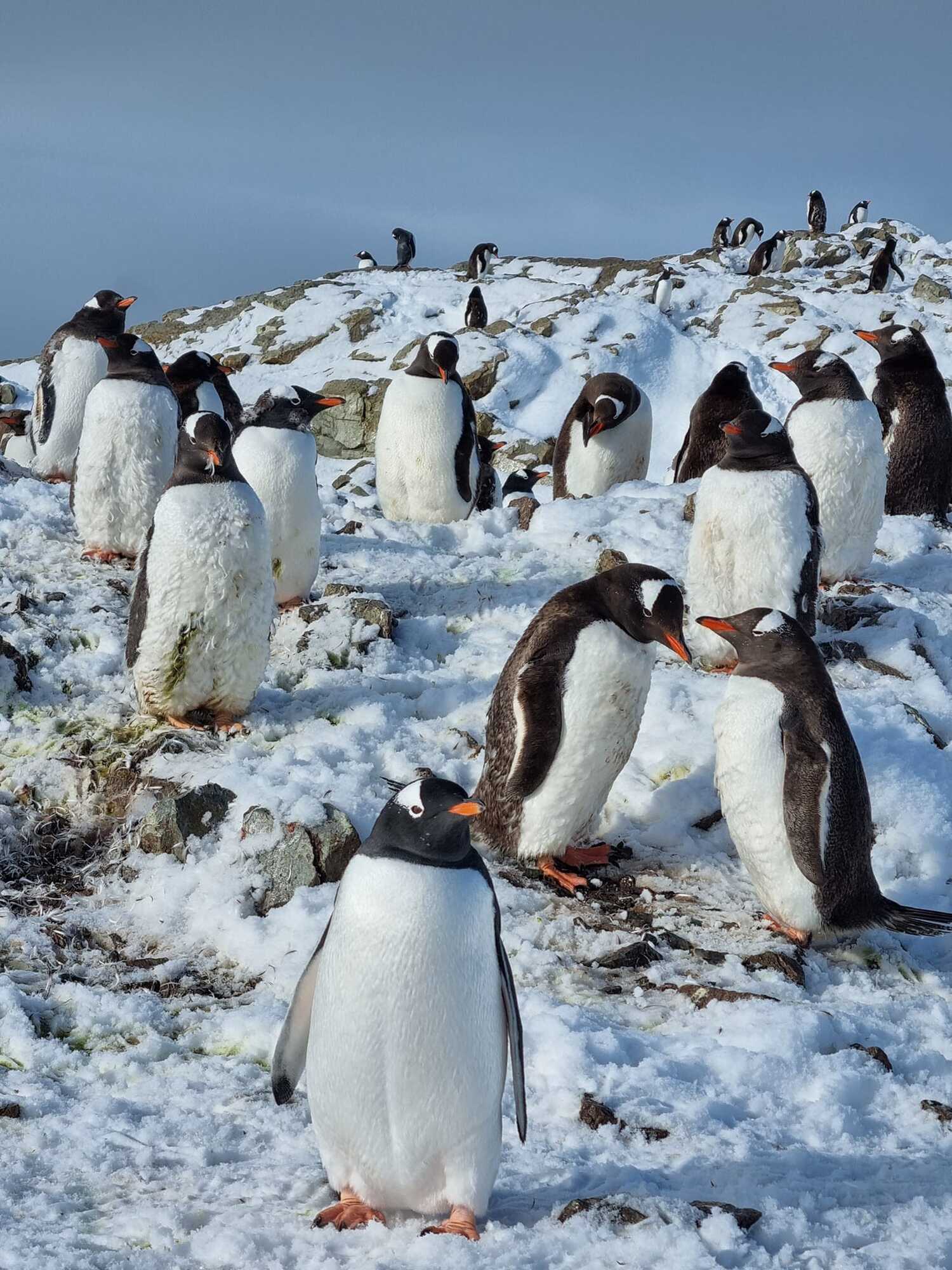 По 500 на каждого исследователя: возле станции "Академик Вернадский" в Антарктиде зафиксировали рекордное количество пингвинов. Фото