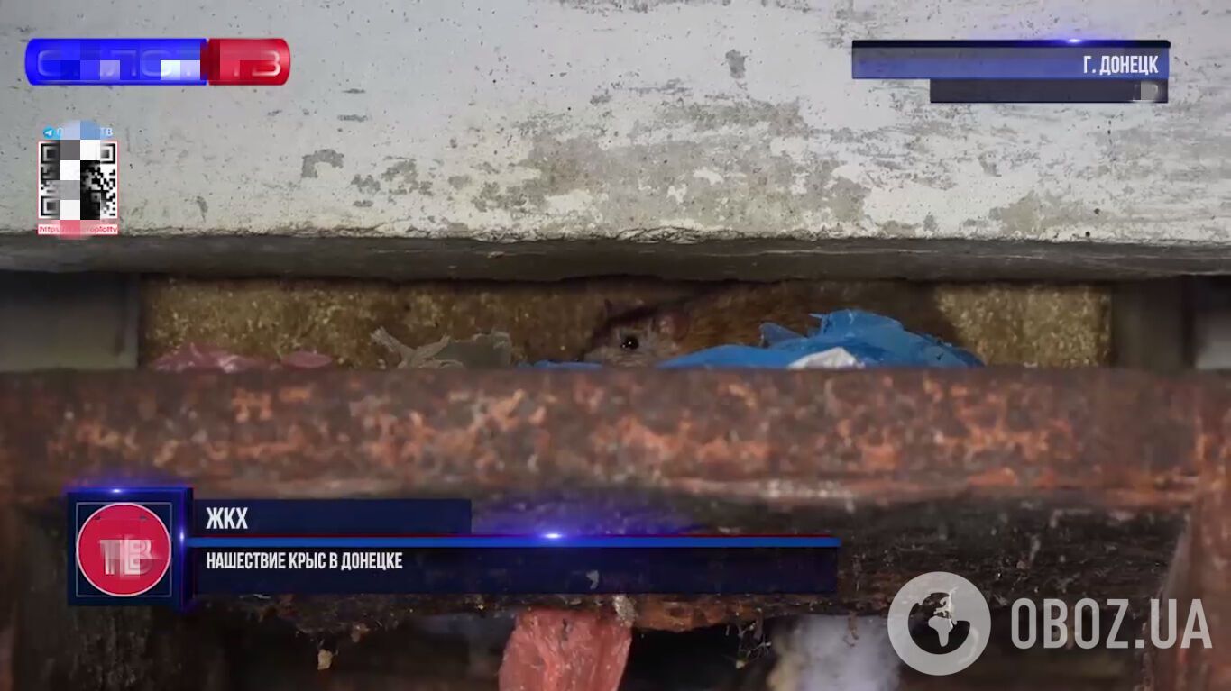 Крыса в многоэтажке Донецка