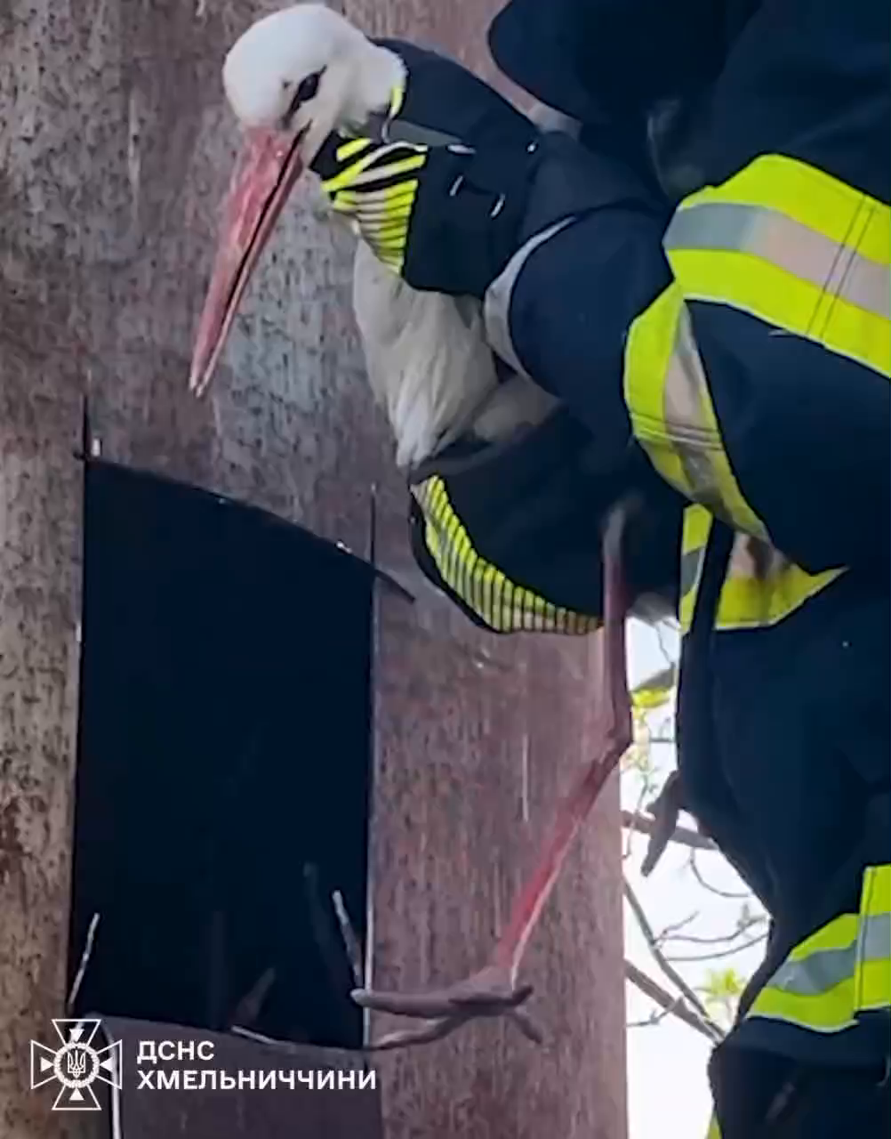 "Кожне життя важливе": на Хмельниччині рятувальники визволили з пастки лелеку. Відео 