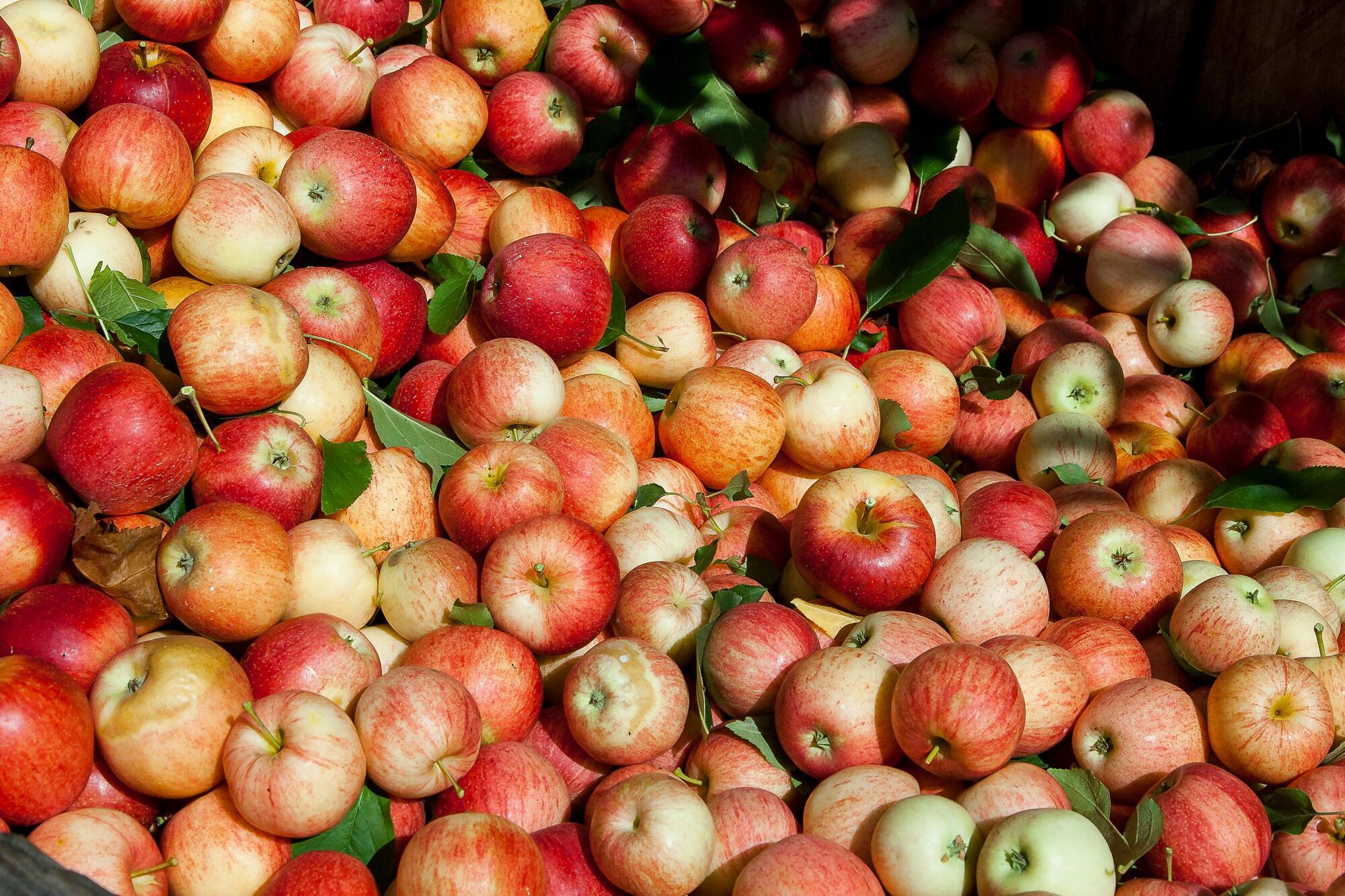 Один лайфхак родом из 1700-х годов поможет хранить яблоки гораздо дольше