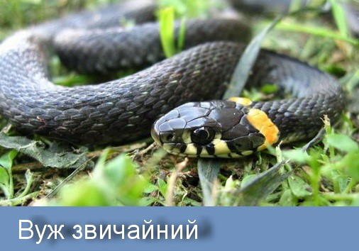 Як відрізнити вужа від гадюки: який вигляд мають отруйні змії. Фото