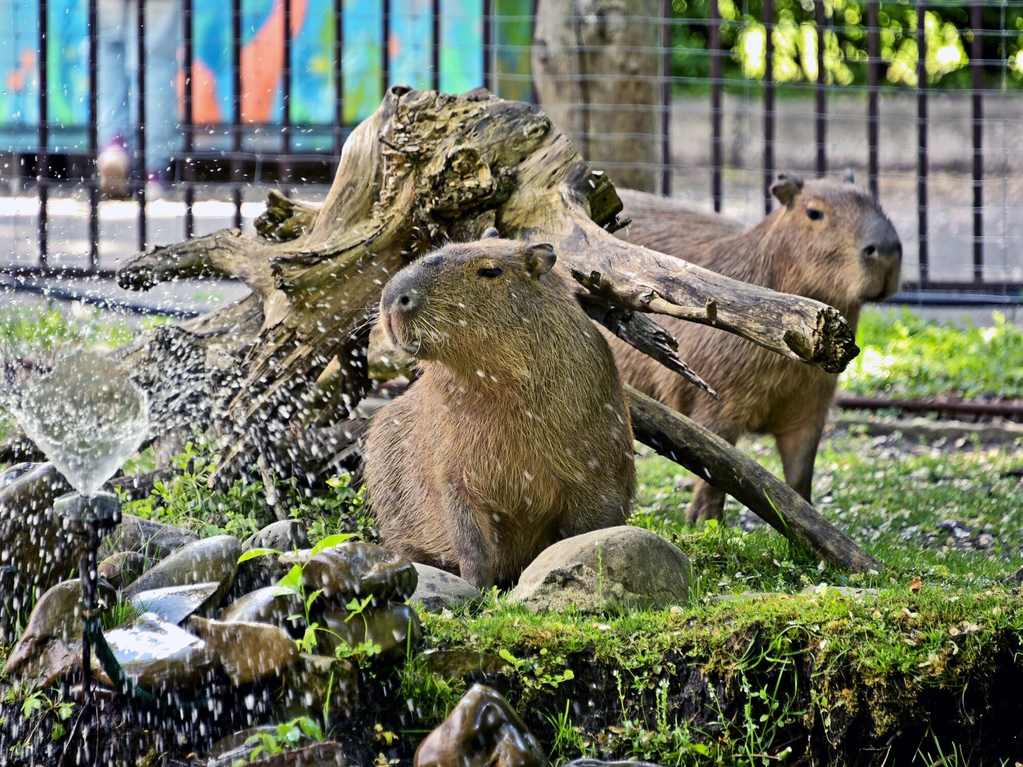 Піщаний пляжик та трав’яні луки: у Київському зоопарку до літнього вольєру переселили капібар. Фото і відео
