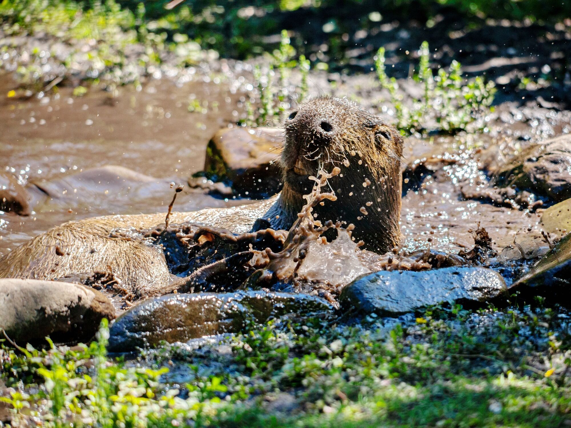 Песчаный пляжик и травяные луга: в Киевском зоопарке в летний вольер переселили капибар. Фото и видео