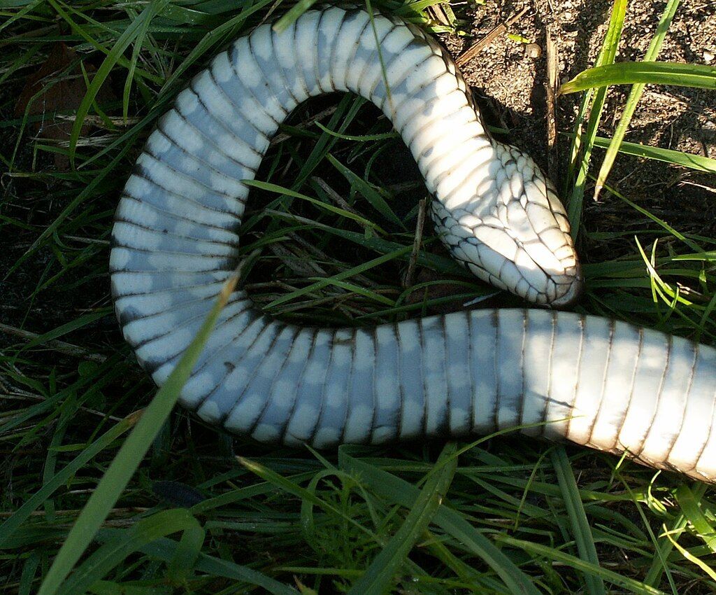 Вымазывают себя кровью и фекалиями. Ученые ошеломили заявлением о змеях, имитирующих свою смерть перед хищниками