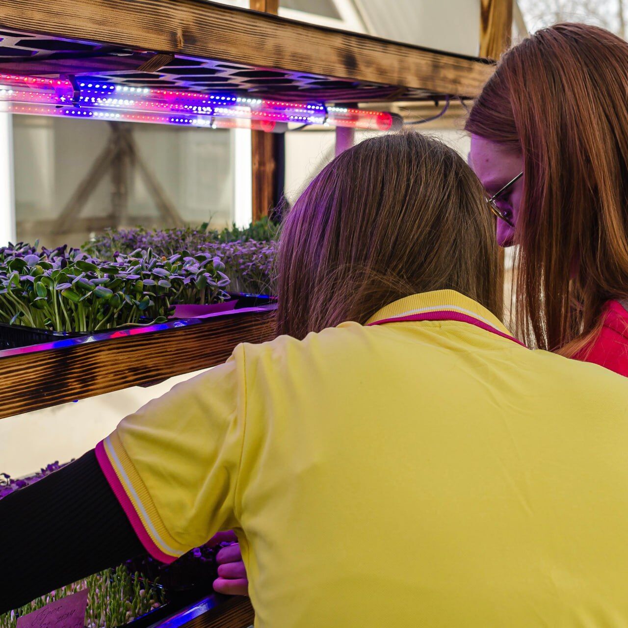 Школьники из Хмельницкого выращивают микрозелень, половину прибыли направляют на ВСУ