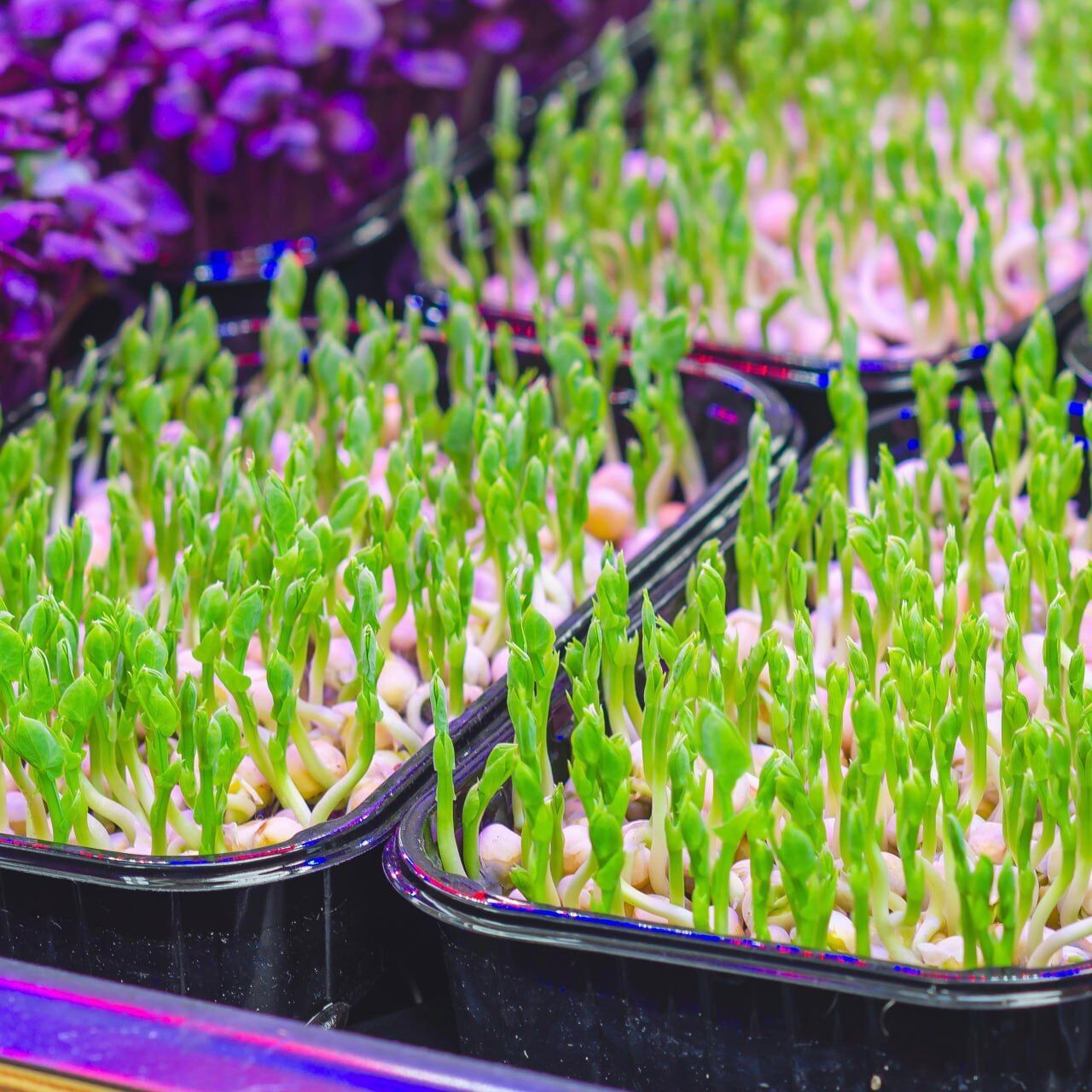 Школьники из Хмельницкого выращивают микрозелень, половину прибыли направляют на ВСУ