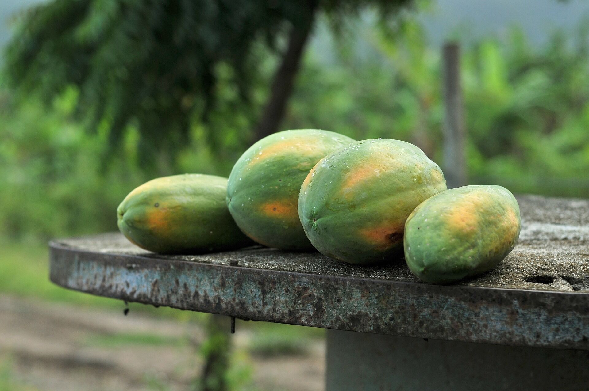 Зачем есть папайю: 4 преимущества этого экзотического фрукта для здоровья 