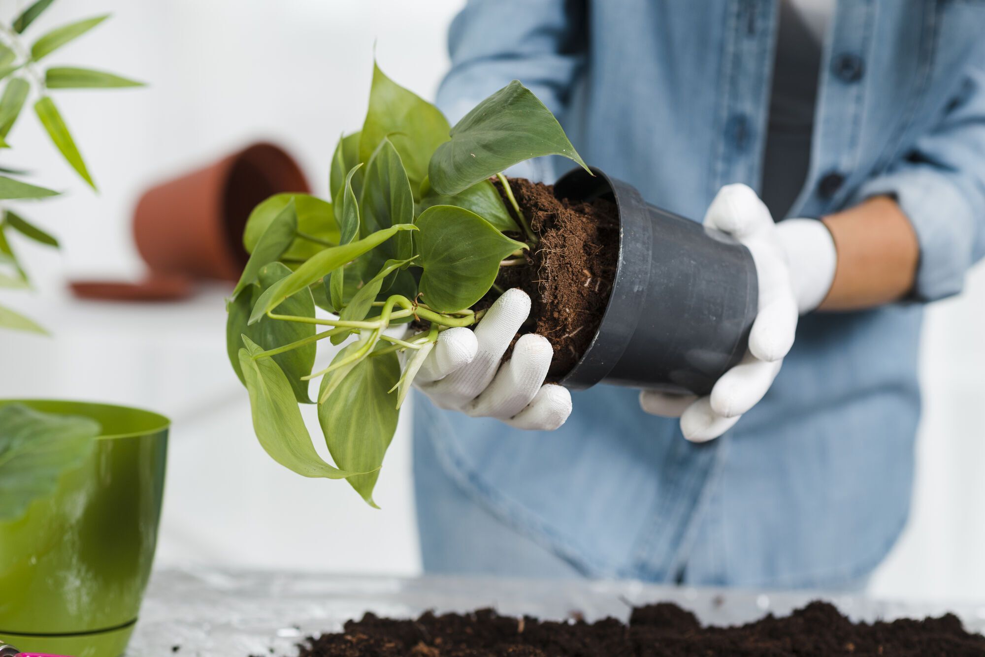 Как пересаживать рассаду в открытую почву и не повредить ее: полезные советы