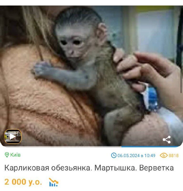 Где купить экзотических животных в Украине.