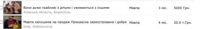 Где продается обезьяна в Украине