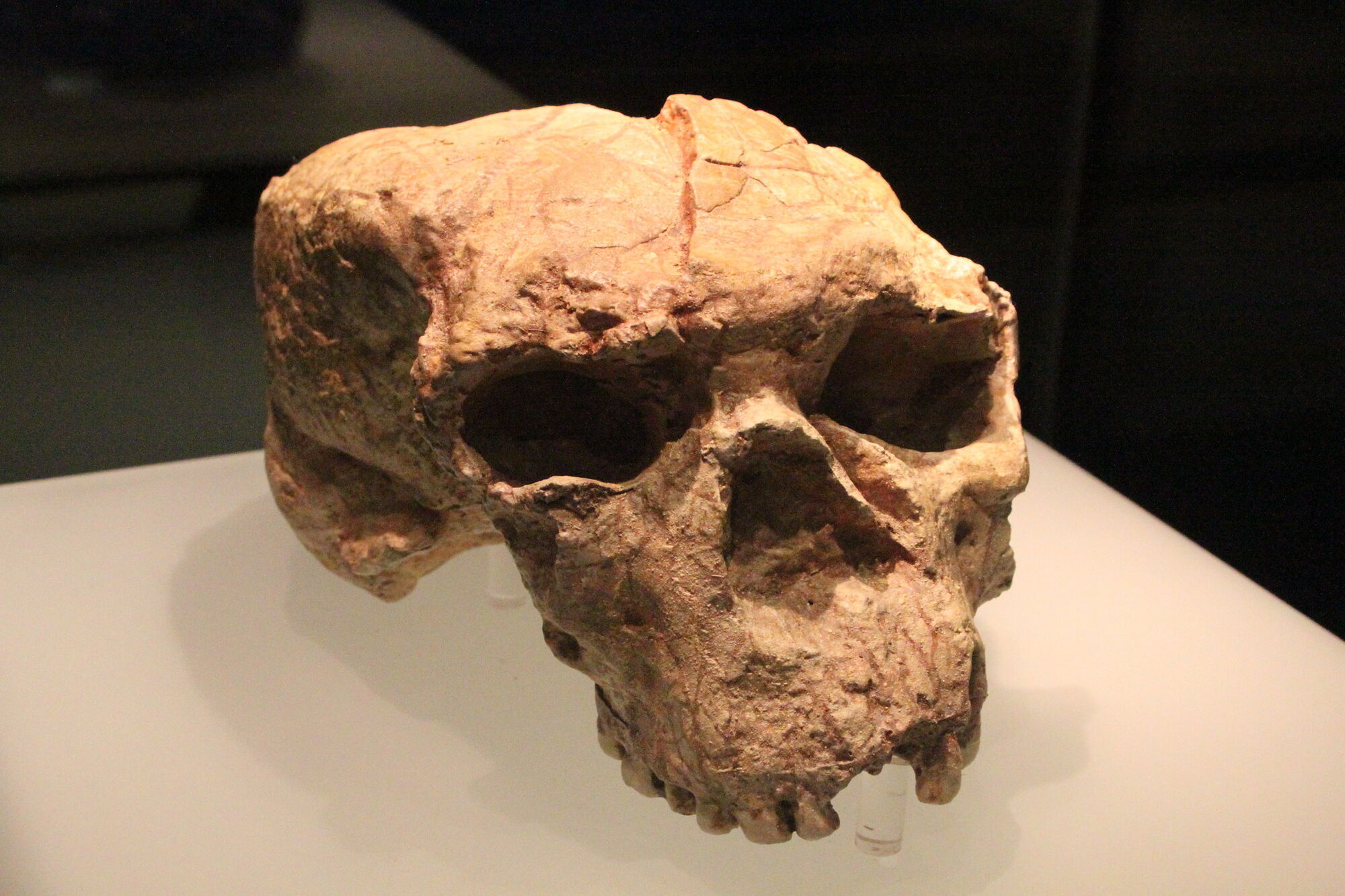 Знайдений у Китаї череп може належати "Людині-Дракону", яка жила мільйон років тому. Фото