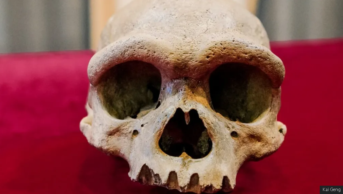 Найденный в Китае череп может принадлежать "Человеку-Дракону", который жил миллион лет назад. Фото