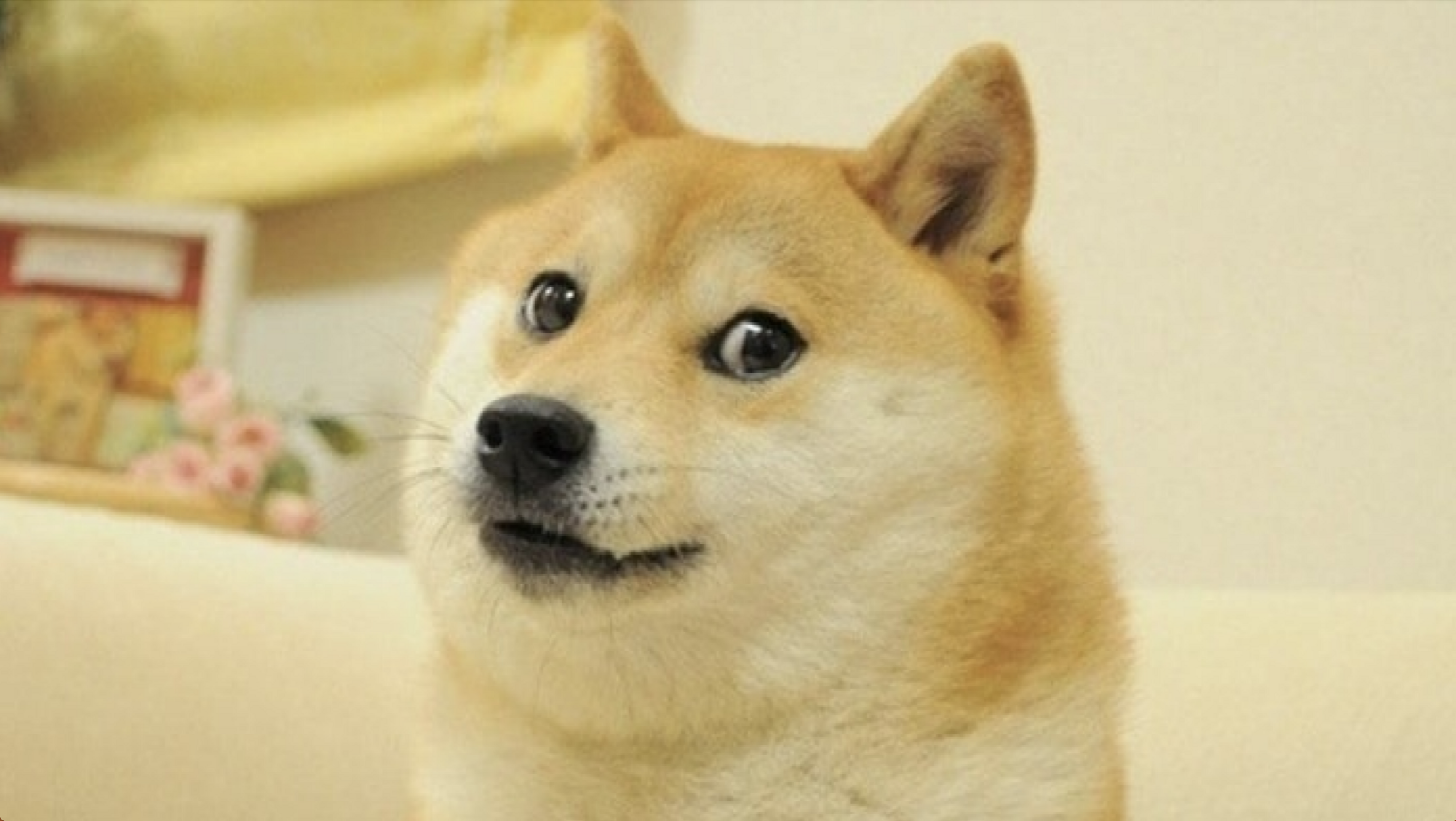 Помер легендарний собака-мем Кабосу, який був обличчям криптовалюти Doge. Фото
