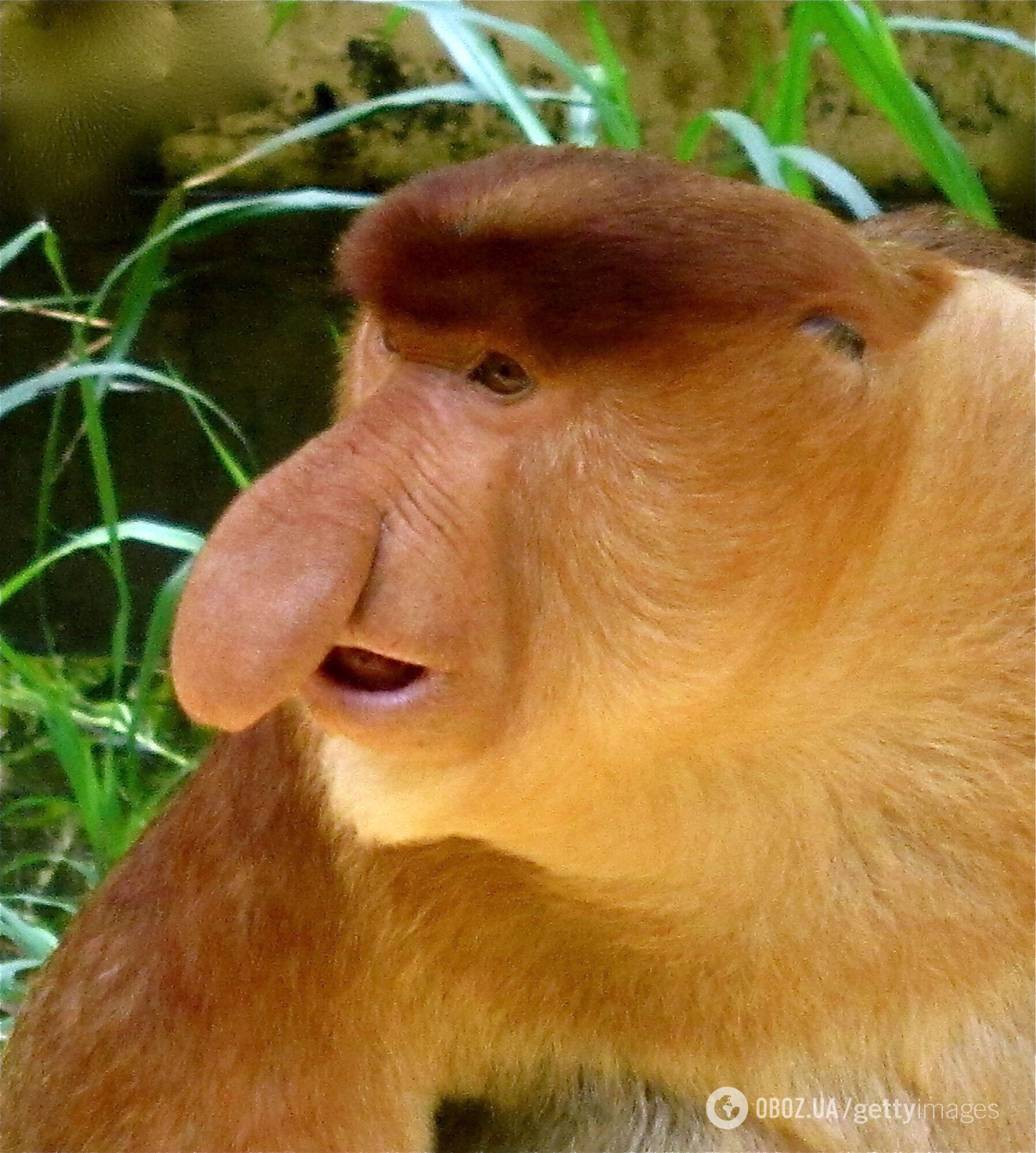 Ученые разгадали тайну "самых безобразных животных мира": почему у них такие гигантские носы. Фото