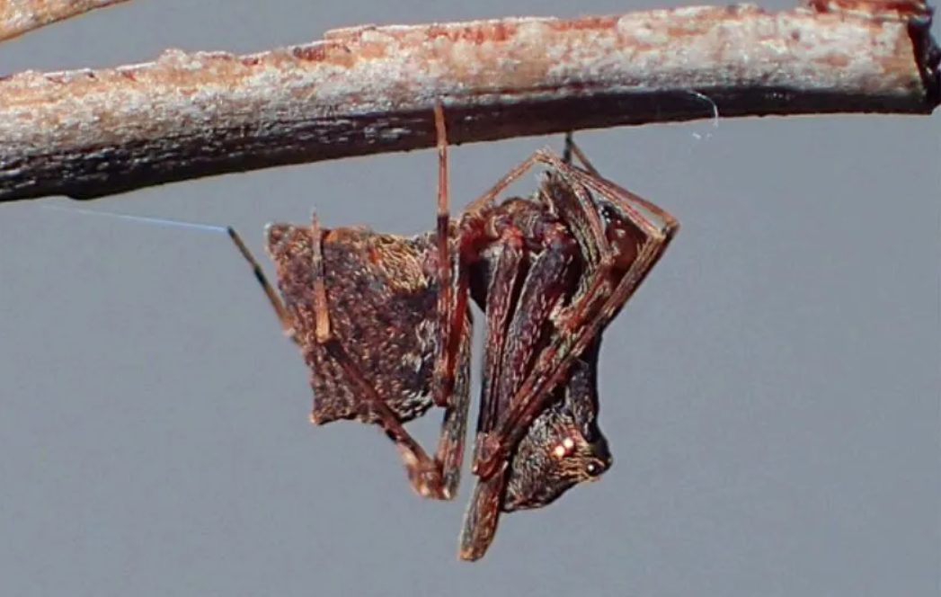 В Австралії виявили новий вид "павуків-убивць" зі здоровенними ногами, які можуть розгинатися