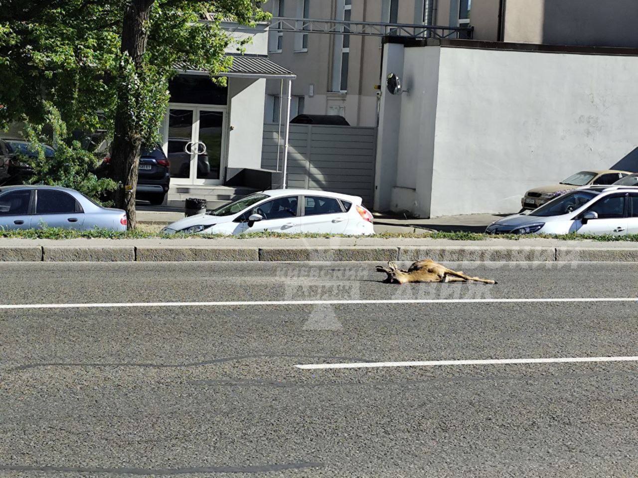 В Киеве сбили оленя и оставили умирать прямо на дороге. Подробности и видео