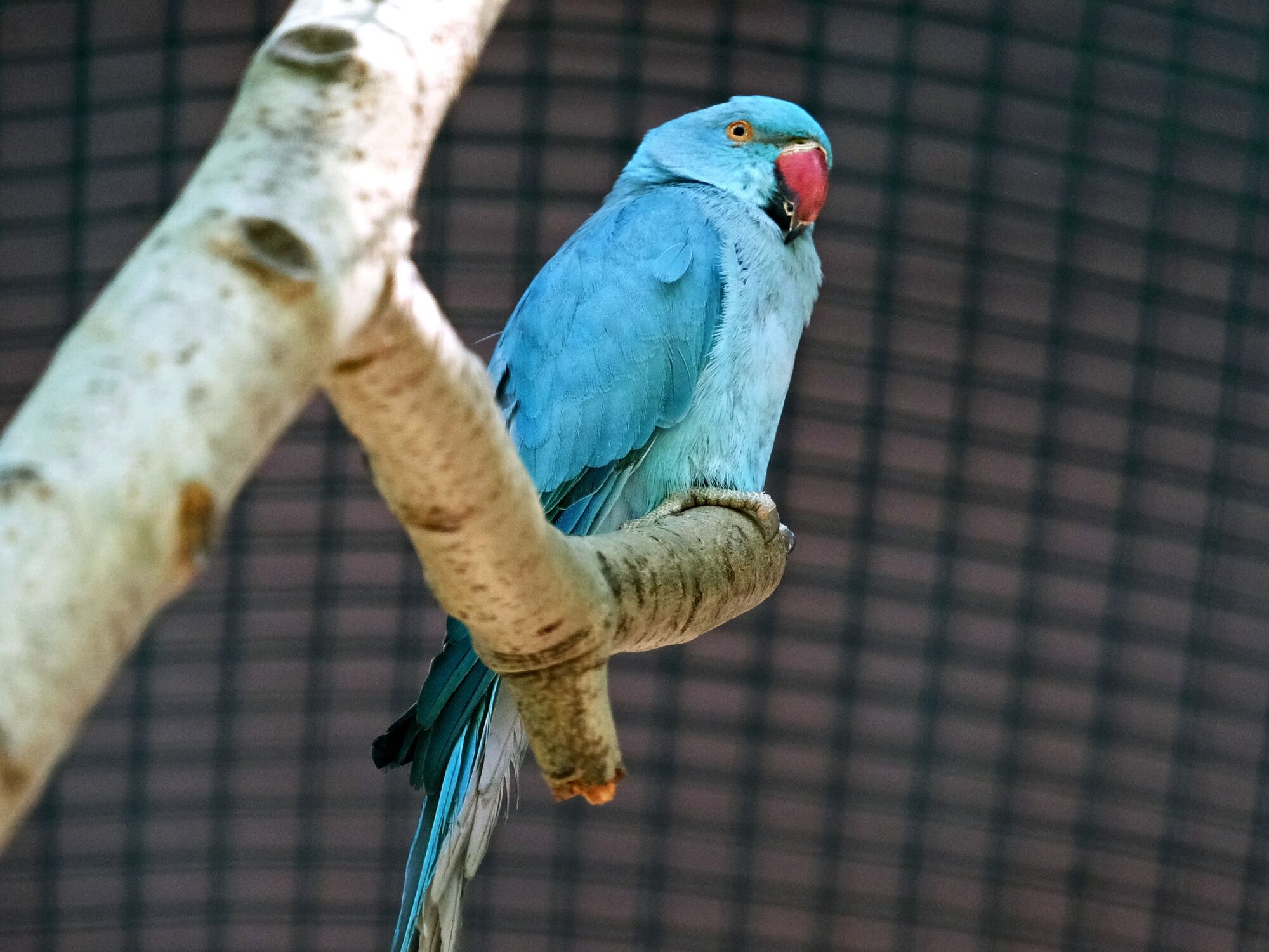 Басейн-фонтан та канатні доріжки: у Київському зоопарку для врятованих папуг створили новий вольєр. Фото і відео