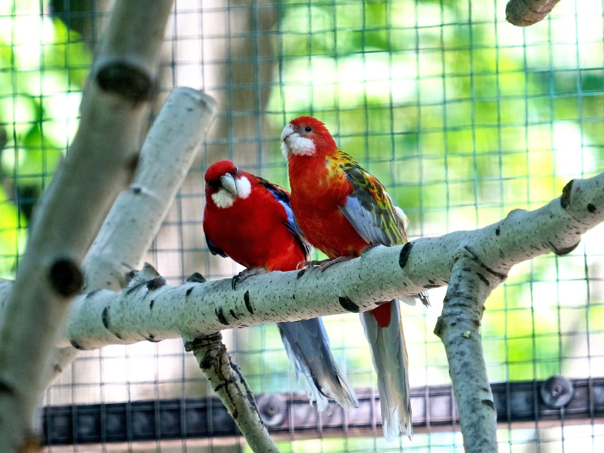 Бассейн-фонтан и канатные дорожки: в Киевском зоопарке для спасенных попугаев создали новый вольер. Фото и видео
