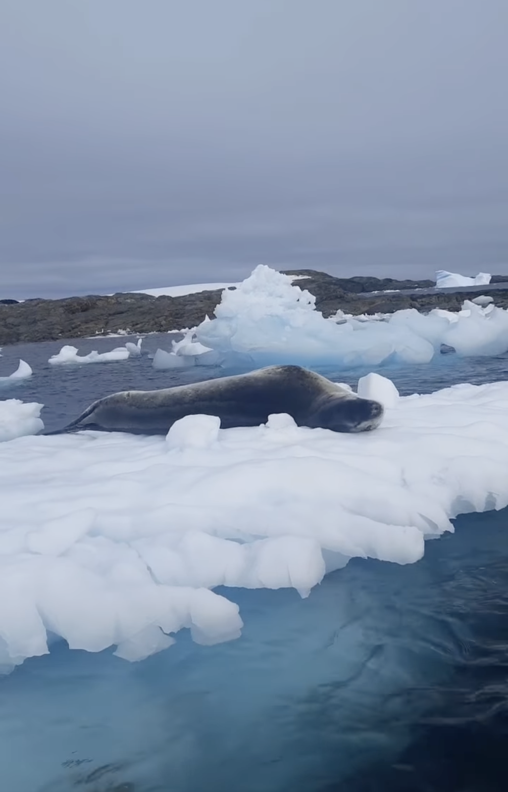 Українські полярники показали морського леопарда, який вирішив "позасмагати": відео
