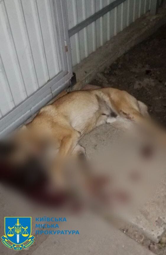 Не подобалось, що гавкала: у Києві чоловік застрелив собаку, яку вивезли із зони АТО. Подробиці і фото