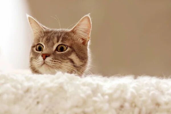 Чи справді коти мають 9 життів і чому останнє дослідження з Британії засмутить власників сфінксів