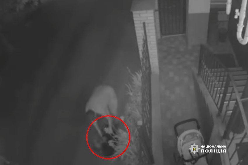 В Киеве пьяный мужчина бросил об асфальт собаку соседки: преступление зафиксировала камера. Видео