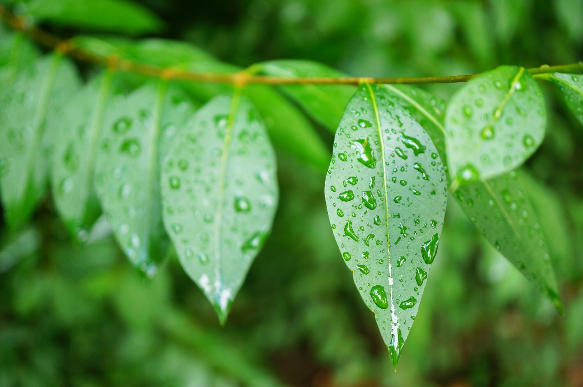 Как защитить овощи от дождя: что делать после непогоды