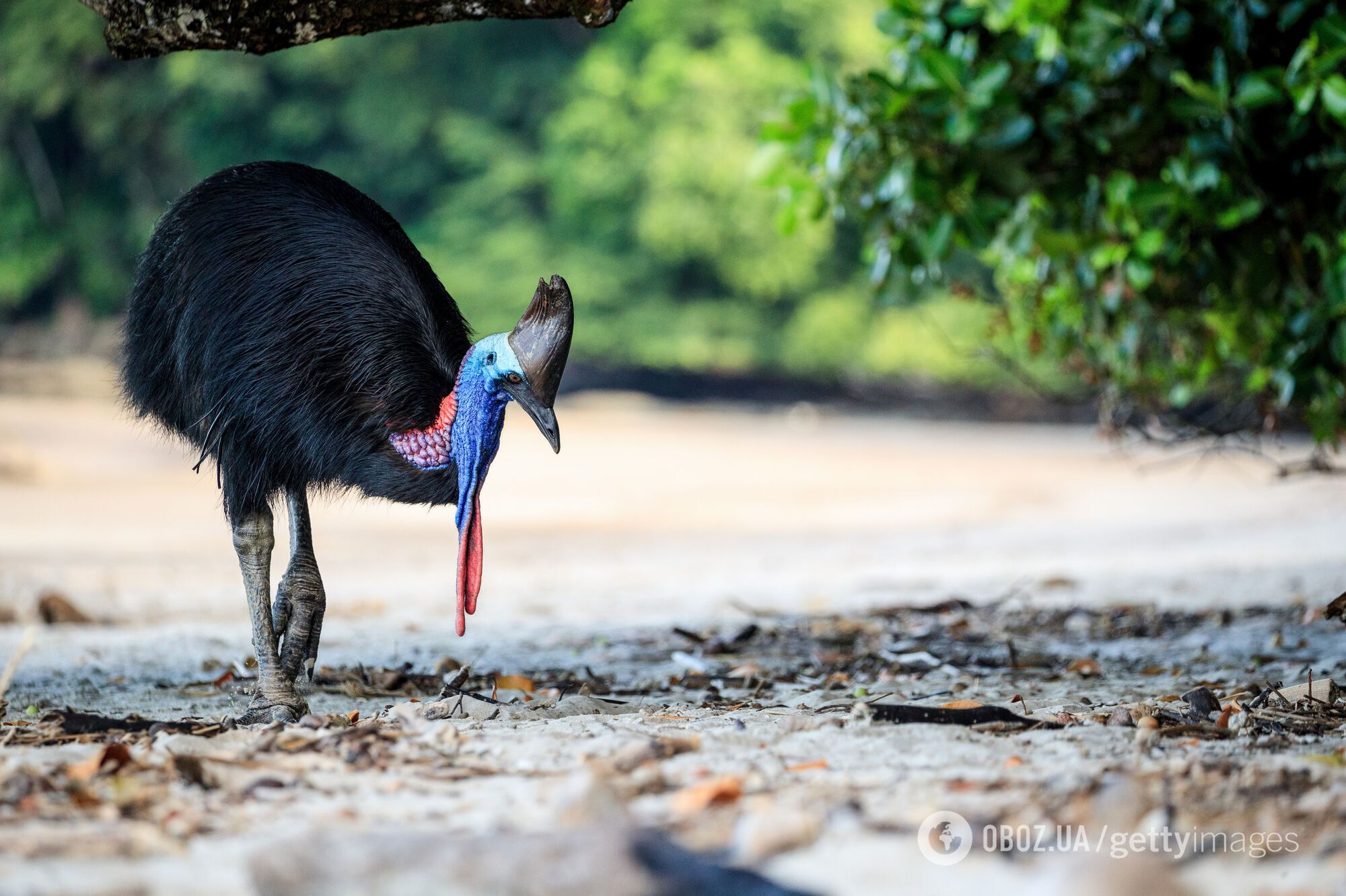 Найнебезпечніший у світі птах опинився під загрозою зникнення: який він має вигляд і чому вчені б'ють на сполох. Фото