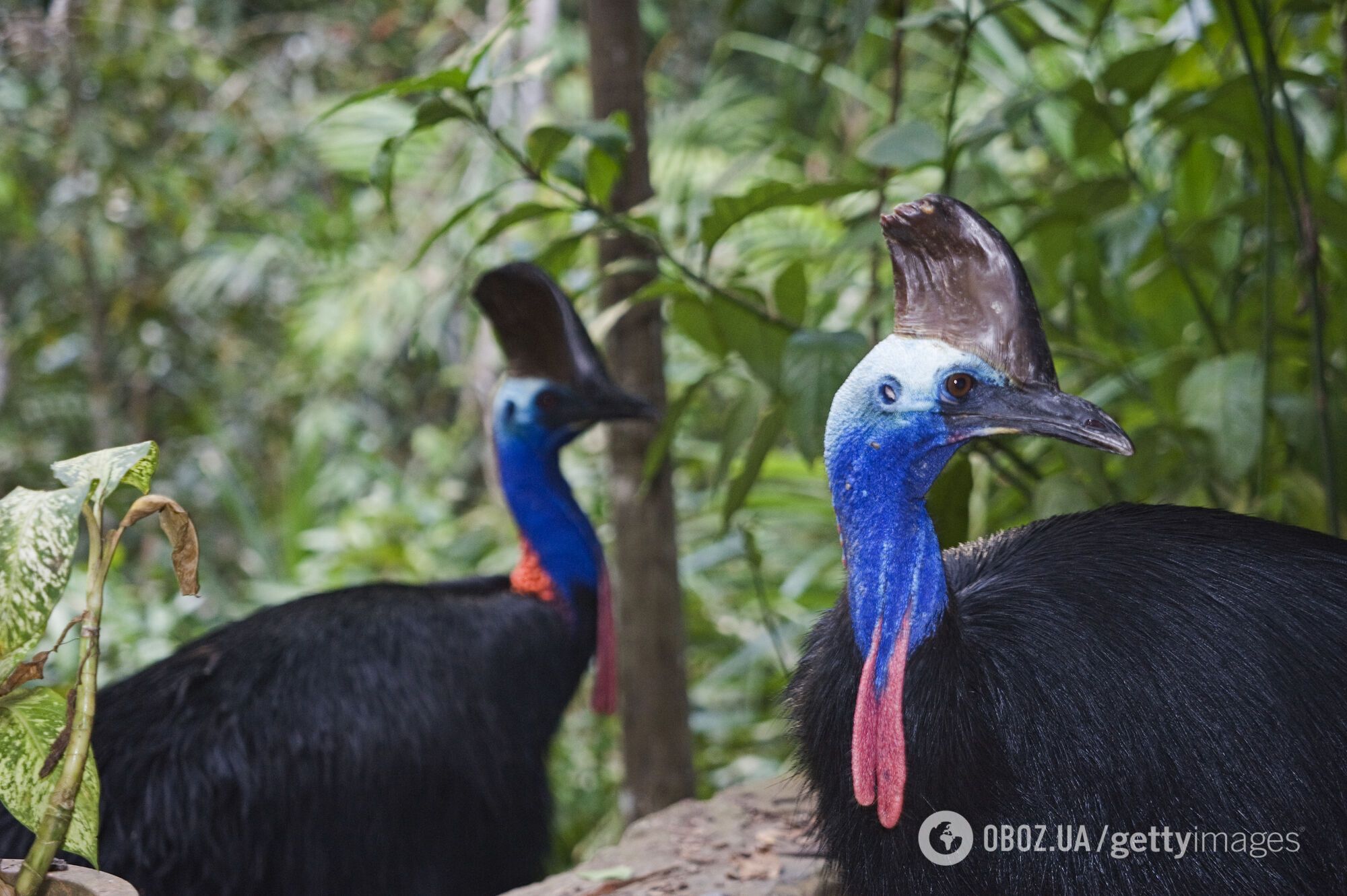 Найнебезпечніший у світі птах опинився під загрозою зникнення: який він має вигляд і чому вчені б'ють на сполох. Фото