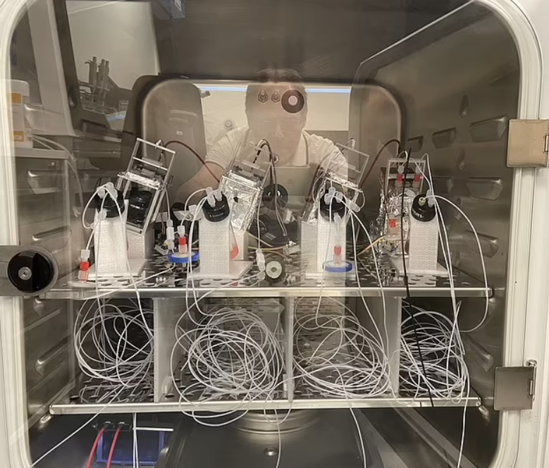 Шведские ученые создали первый в мире "живой компьютер" из тканей мозга человека. Фото