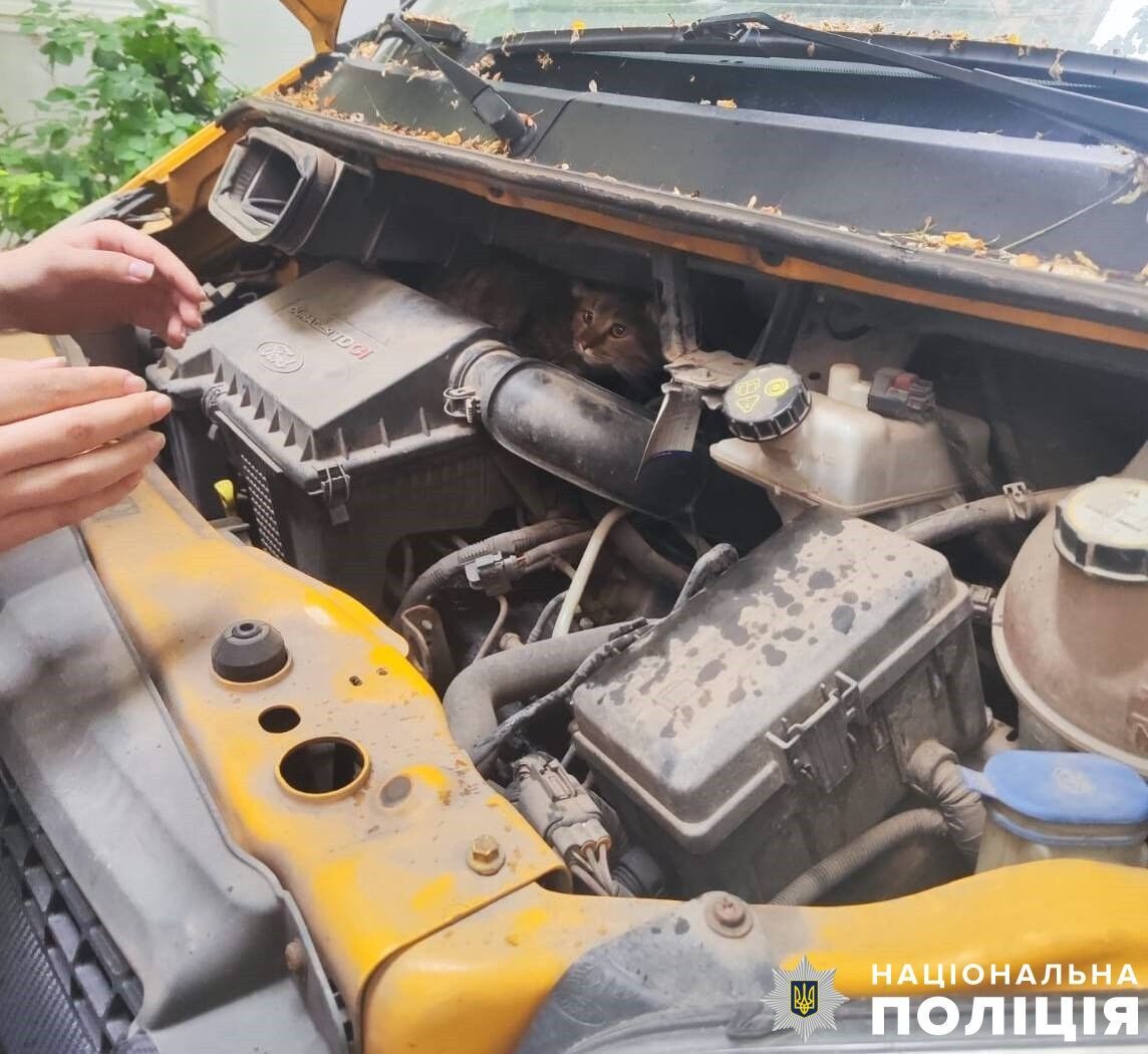 Кожне життя важливе: у Києві поліцейські врятували кішку, яка застрягла у моторному відсіку авто. Фото
