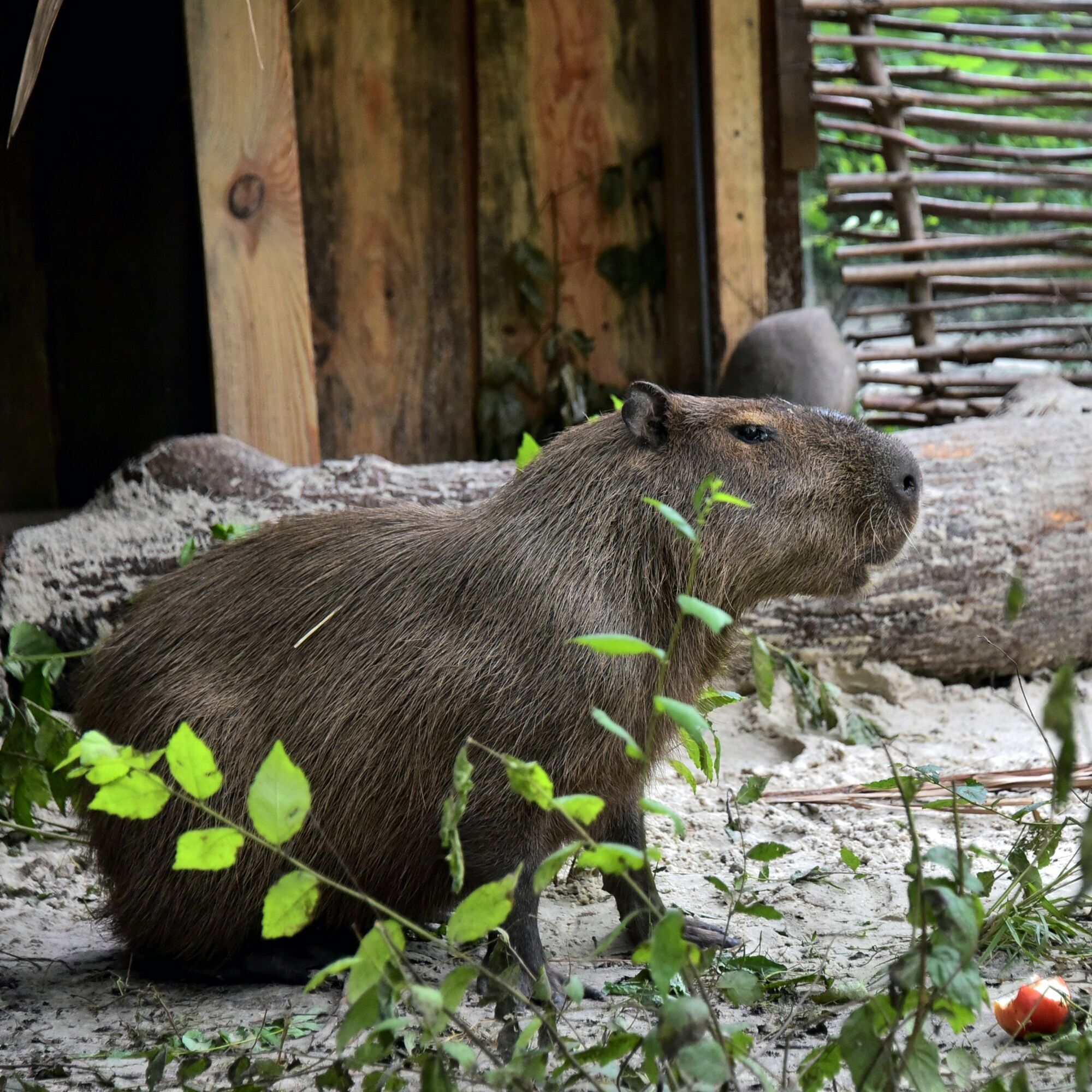 В Киевском зоопарке в открытый вольер переселили спасенного капибара. Фото и видео
