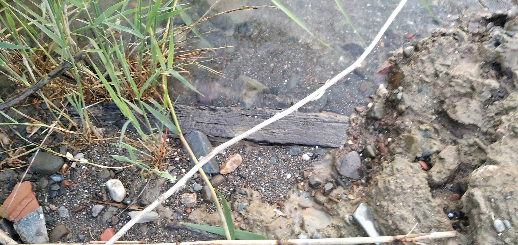 На березі Дунаю в Одеській області знайшли фрагменти старовинного корабля. Фото
