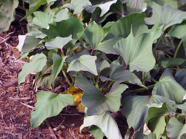 Растет не только в тропиках: как правильно посадить дома батат