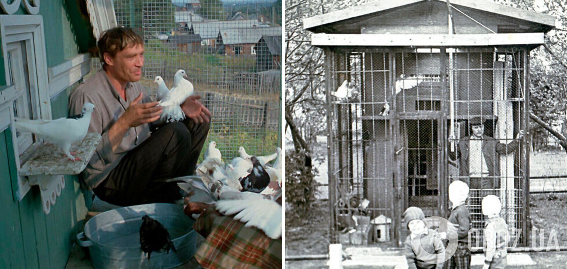 Были почти в каждом дворе: зачем в СССР массово разводили голубей