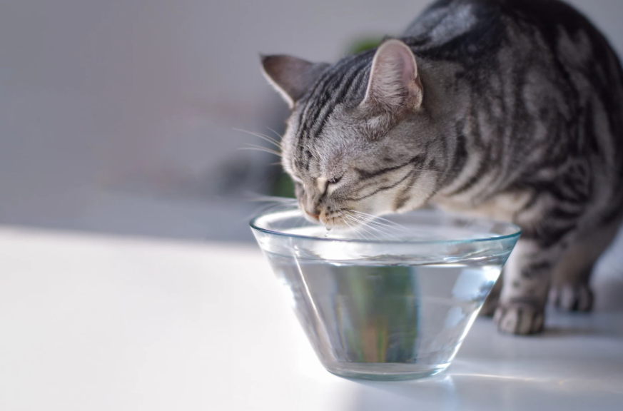 Где нельзя ставить кошачьую миску с водой: распространенное заблуждение