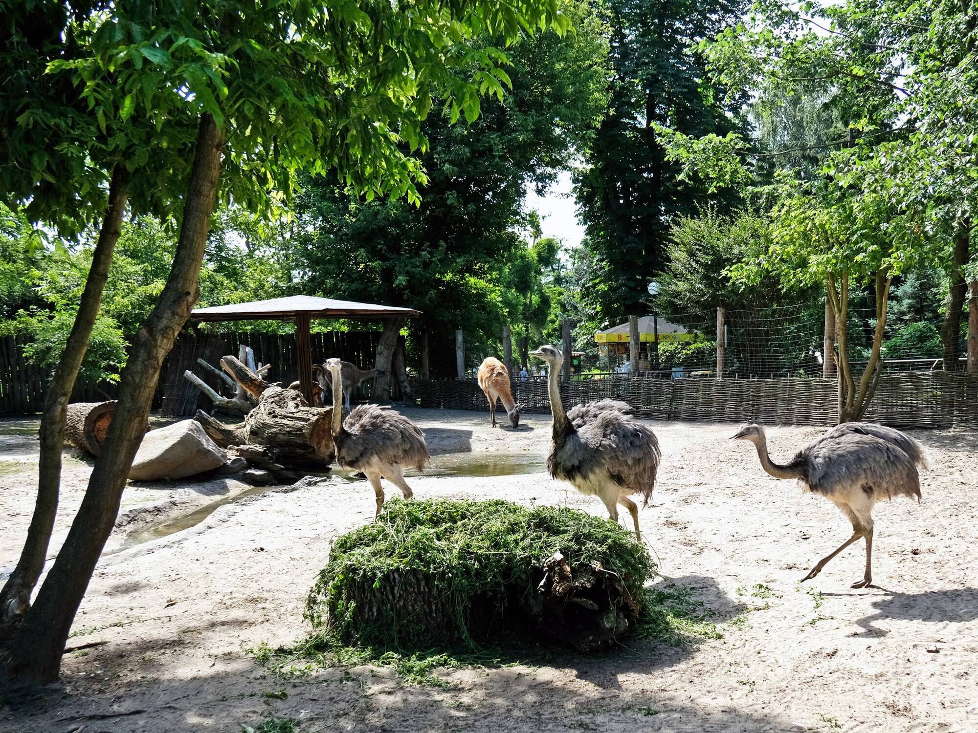 У Київському зоопарку до природного вольєра переселили врятованих на Сумщині птахів нанду. Фото і відео