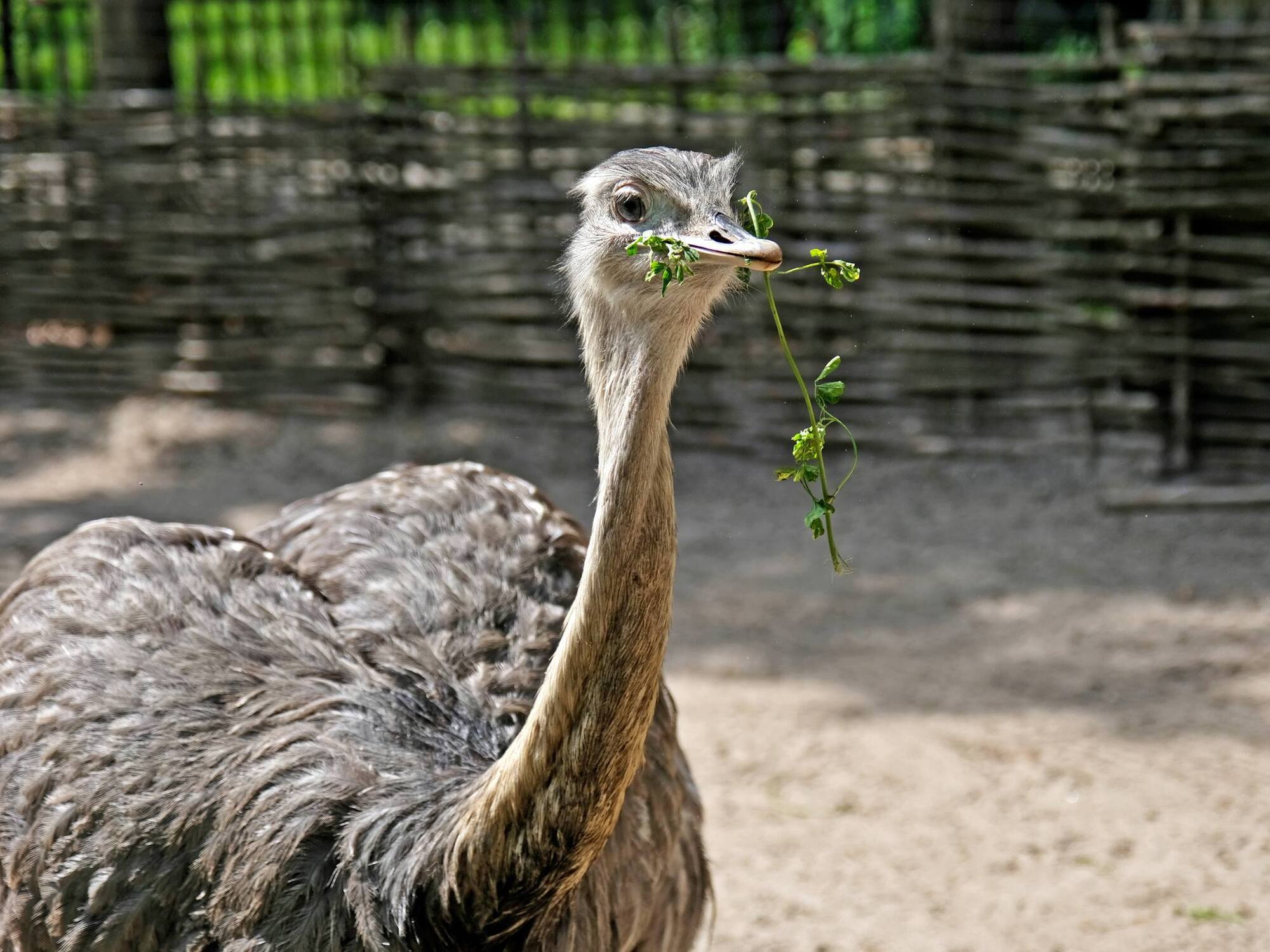 У Київському зоопарку до природного вольєра переселили врятованих на Сумщині птахів нанду. Фото і відео