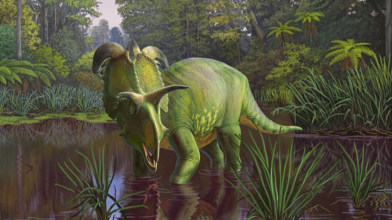 В Монтане обнаружили новый вид динозавров с большими рогами, похожими на лезвия. Фото