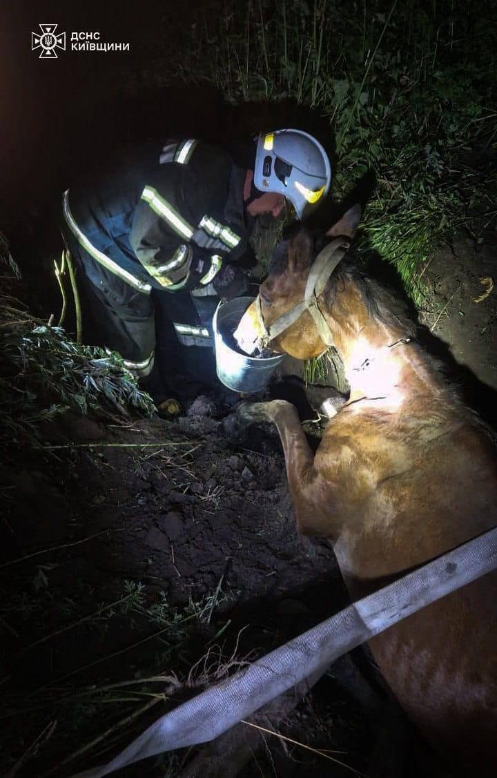 Допомога потрібна усім: на Київщині рятувальники звільнили коня із земляної пастки. Фото і відео