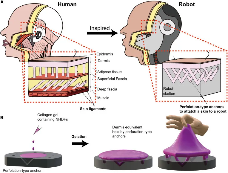 Как в фильме "Чужой": японские ученые создали робота с кожей человека. Впечатляющие фото и видео