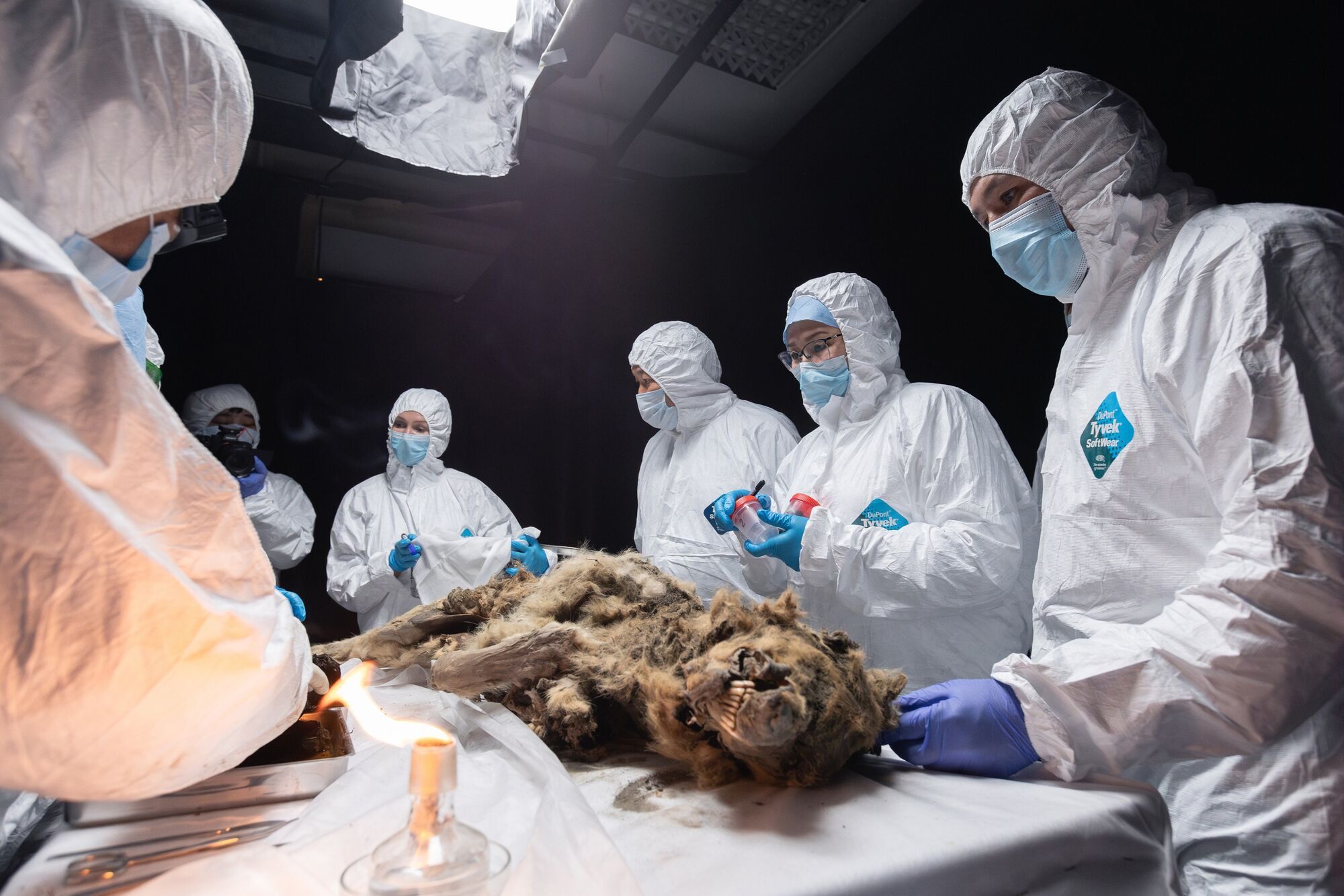 В вечной мерзлоте Сибири нашли мумифицированного волка в возрасте 44 000 лет: у него чудом сохранились органы, мех и зубы. Фото