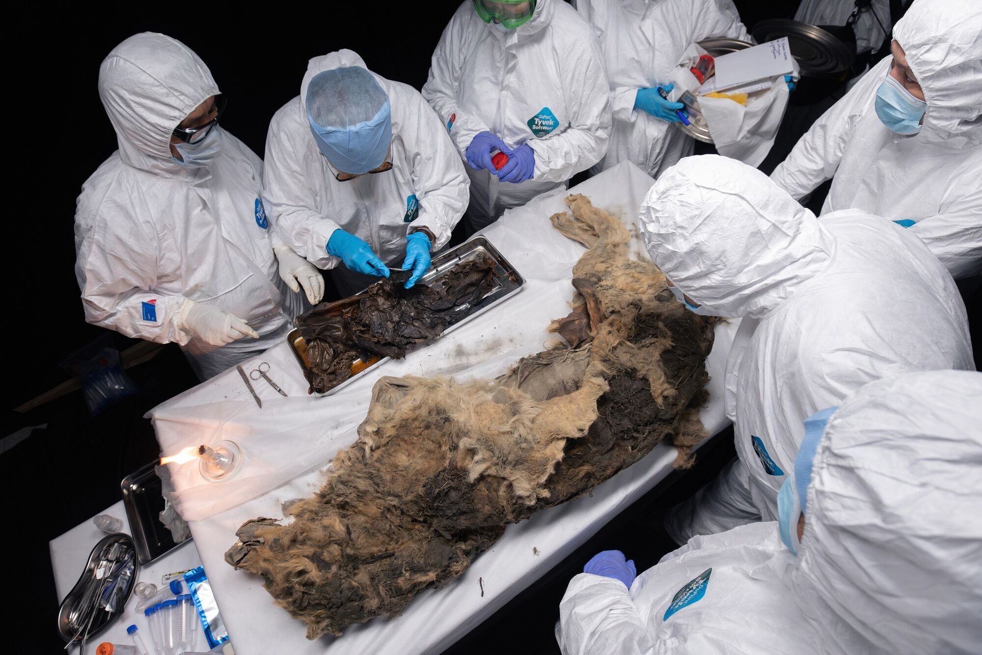У вічній мерзлоті Сибіру знайшли муміфікованого вовка віком 44 000 років: у нього дивом збереглися органи, хутро і зуби. Фото